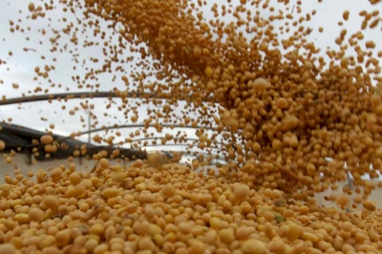 Abiove reduz previsão de exportação de soja do Brasil em 2022