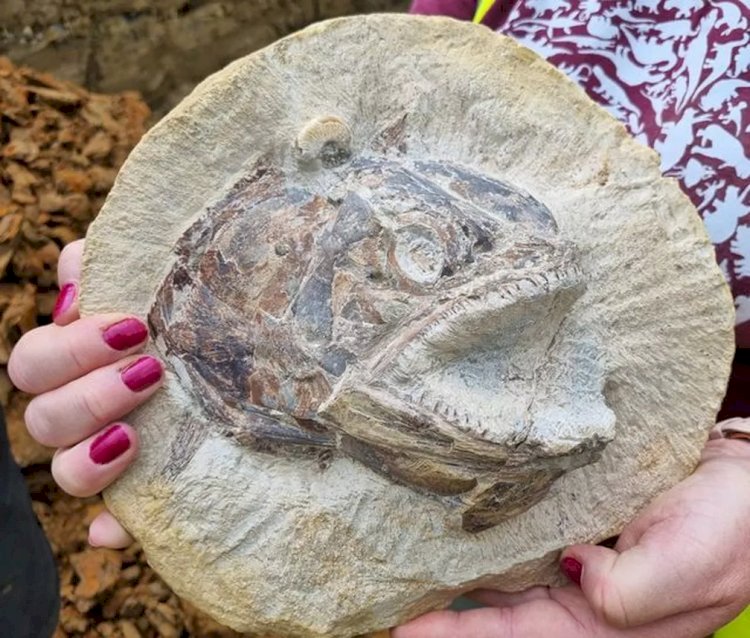 O raro fóssil de peixe em pose 'feroz' encontrado em pasto