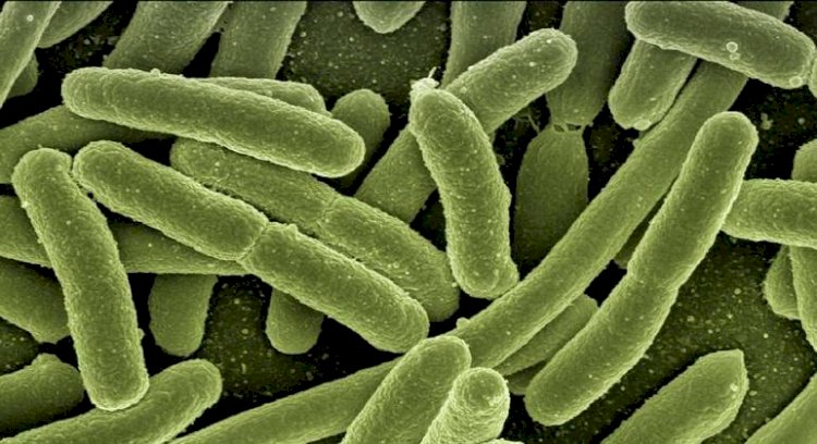 Novo remédio em desenvolvimento é capaz de combater mais de 300 bactérias resistentes