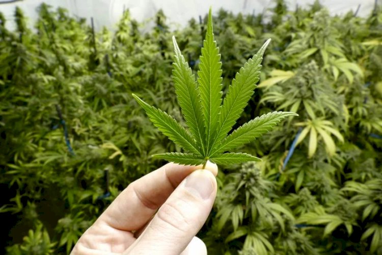 Eleições 2022: 11 candidatos da “bancada da cannabis” são eleitos