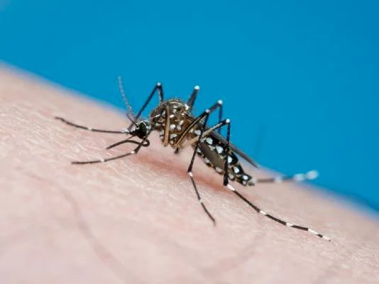 Antiviral contra dengue previne infecção em estudo com animais