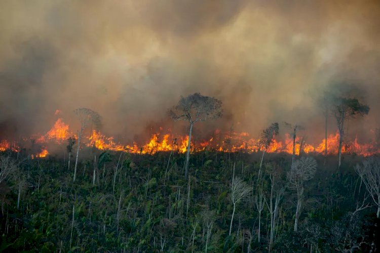 Brasil queimou mais de 21% do seu território em quase 4 décadas